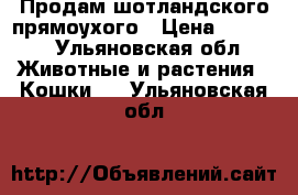 Продам шотландского прямоухого › Цена ­ 2 500 - Ульяновская обл. Животные и растения » Кошки   . Ульяновская обл.